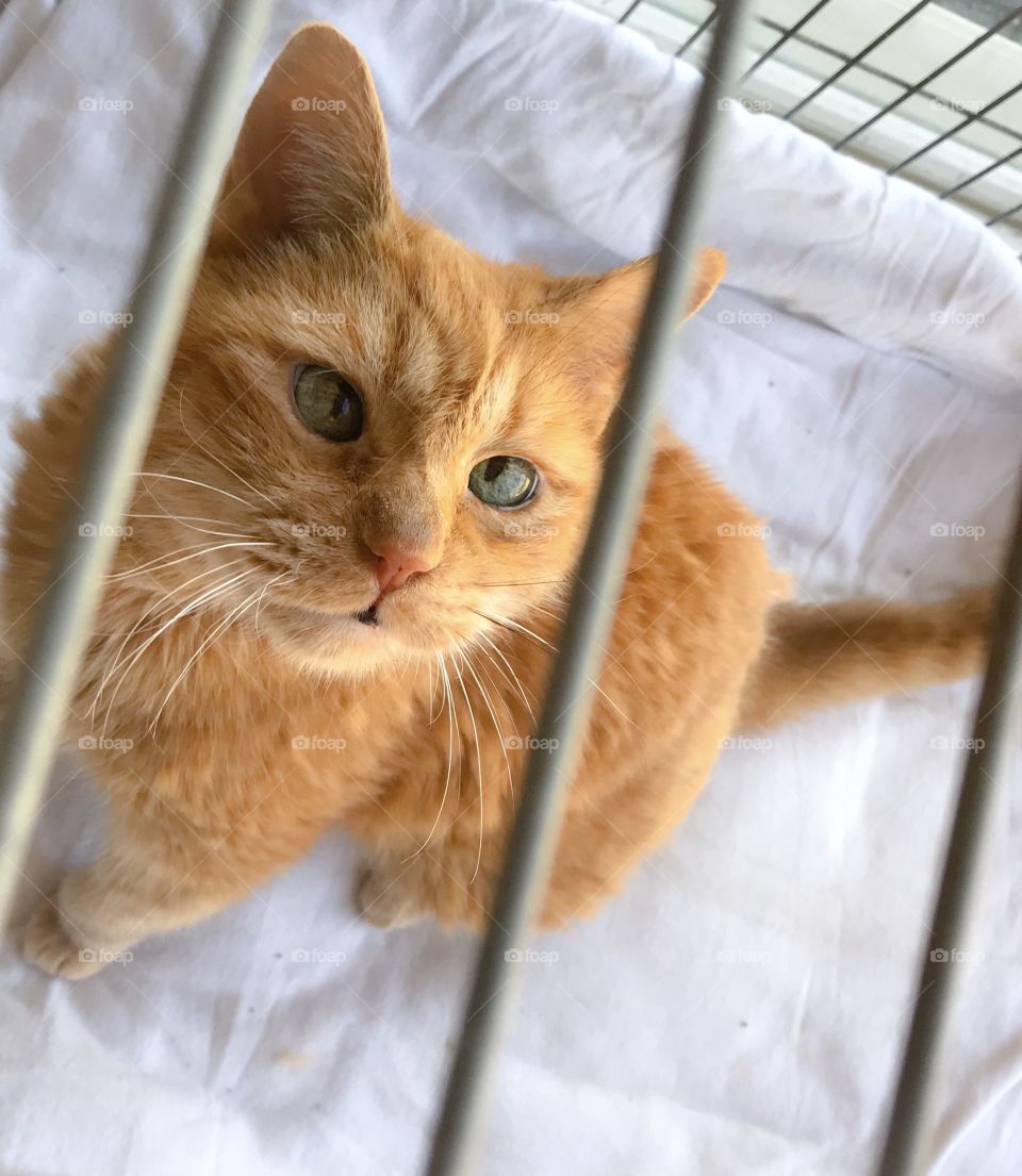 High angle view of a ginger cat sitting in a crate looking up waiting to be adopted 