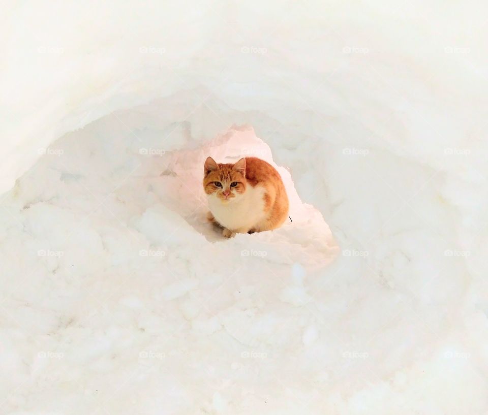 snow kitty
