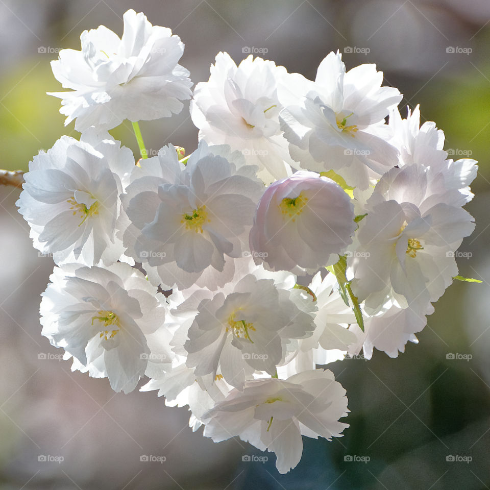 Almost white yaezakura cluster