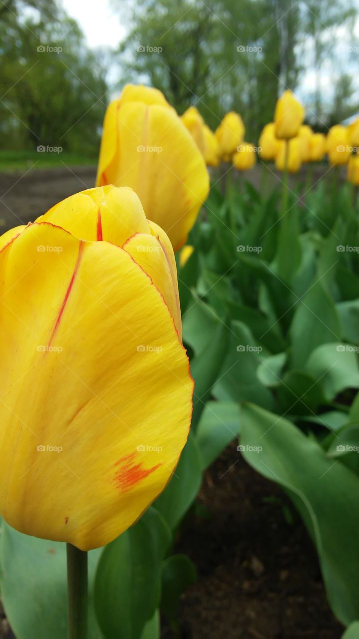 flowers