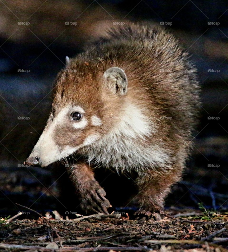 Coati Walking in the Forest