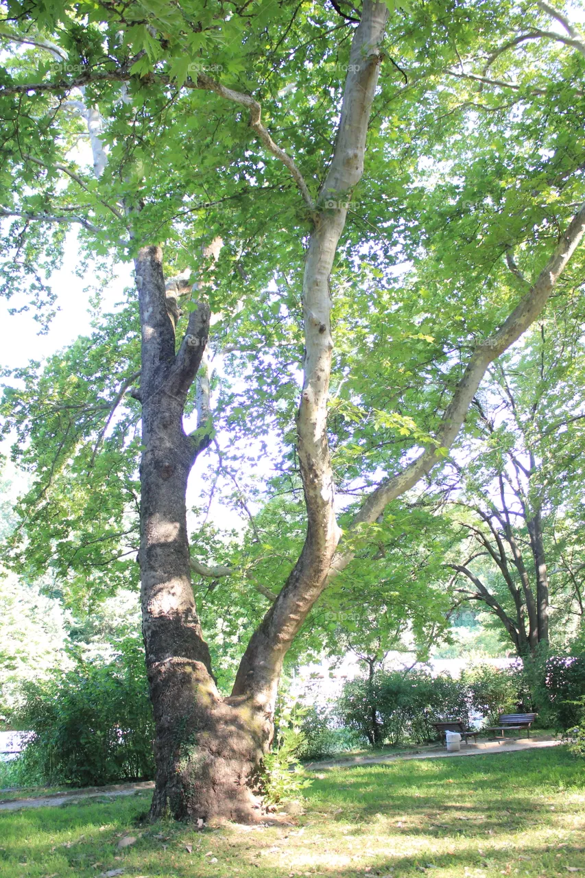 Tree