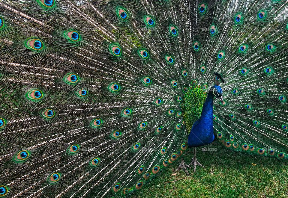 A peacock 