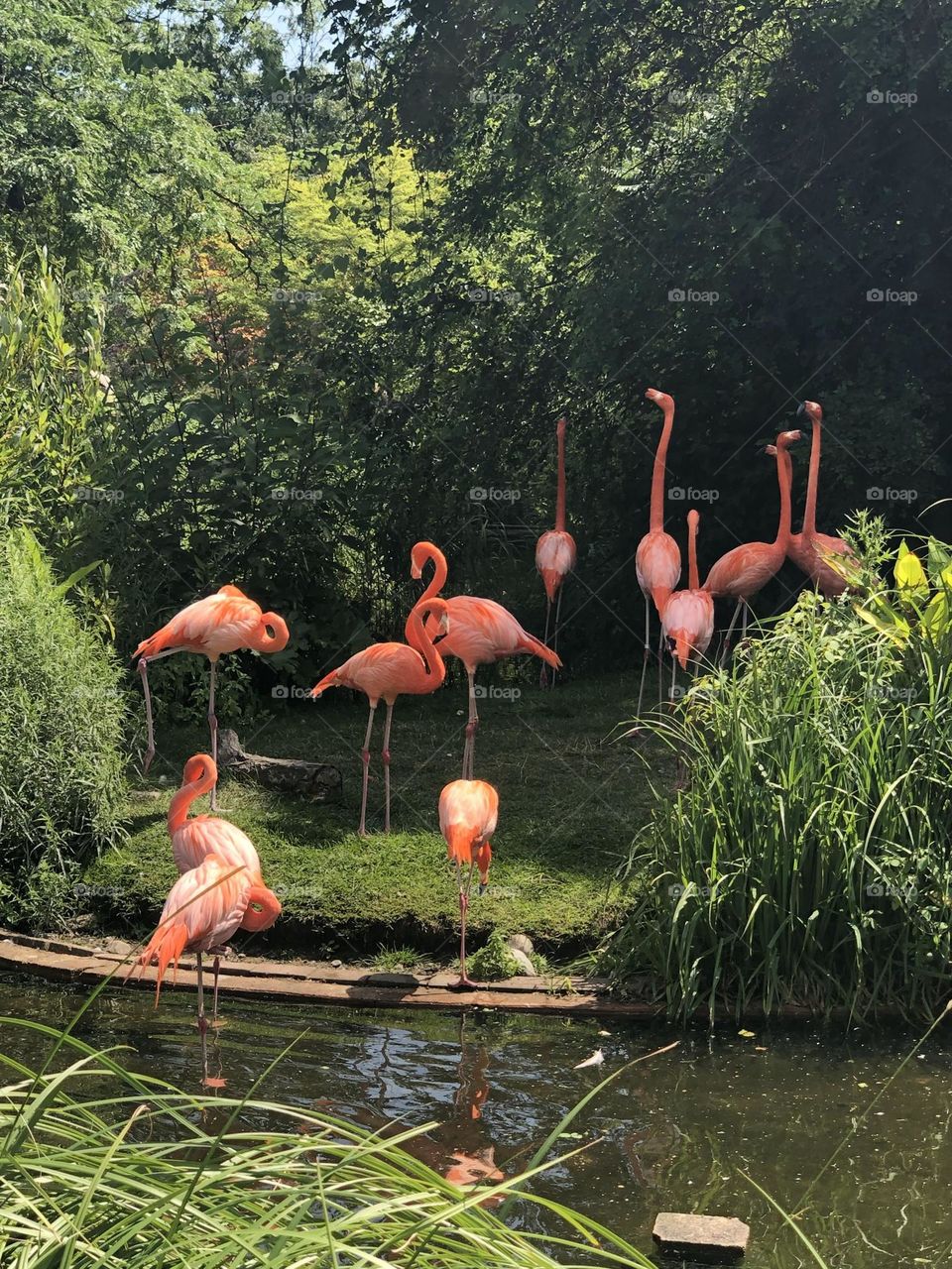 Flamingos cooling off near the water. 