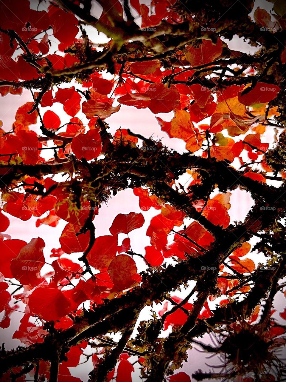 Autumn colors. Closeup of red and orange leaves, dark branches on a hazy, cloudy day