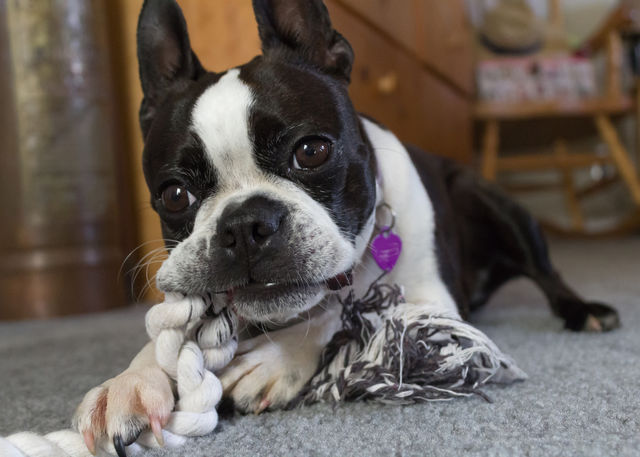 A dog playing with twisted scarf