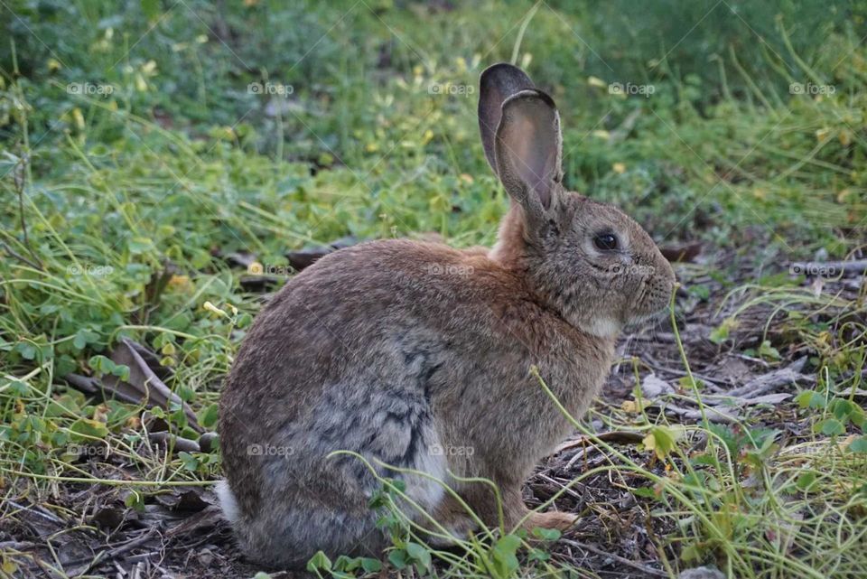 Rabbit#animals#nature#cute