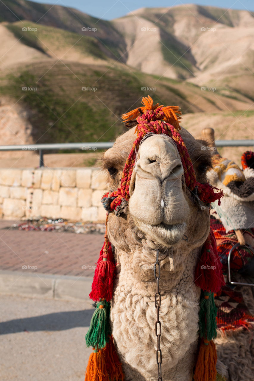 Close-up of a camel's head
