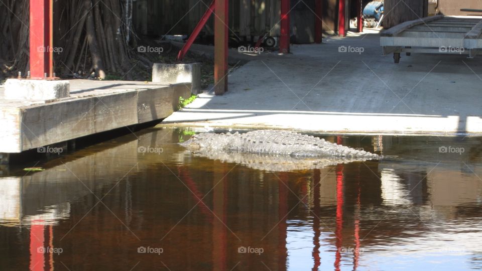 Alligator 