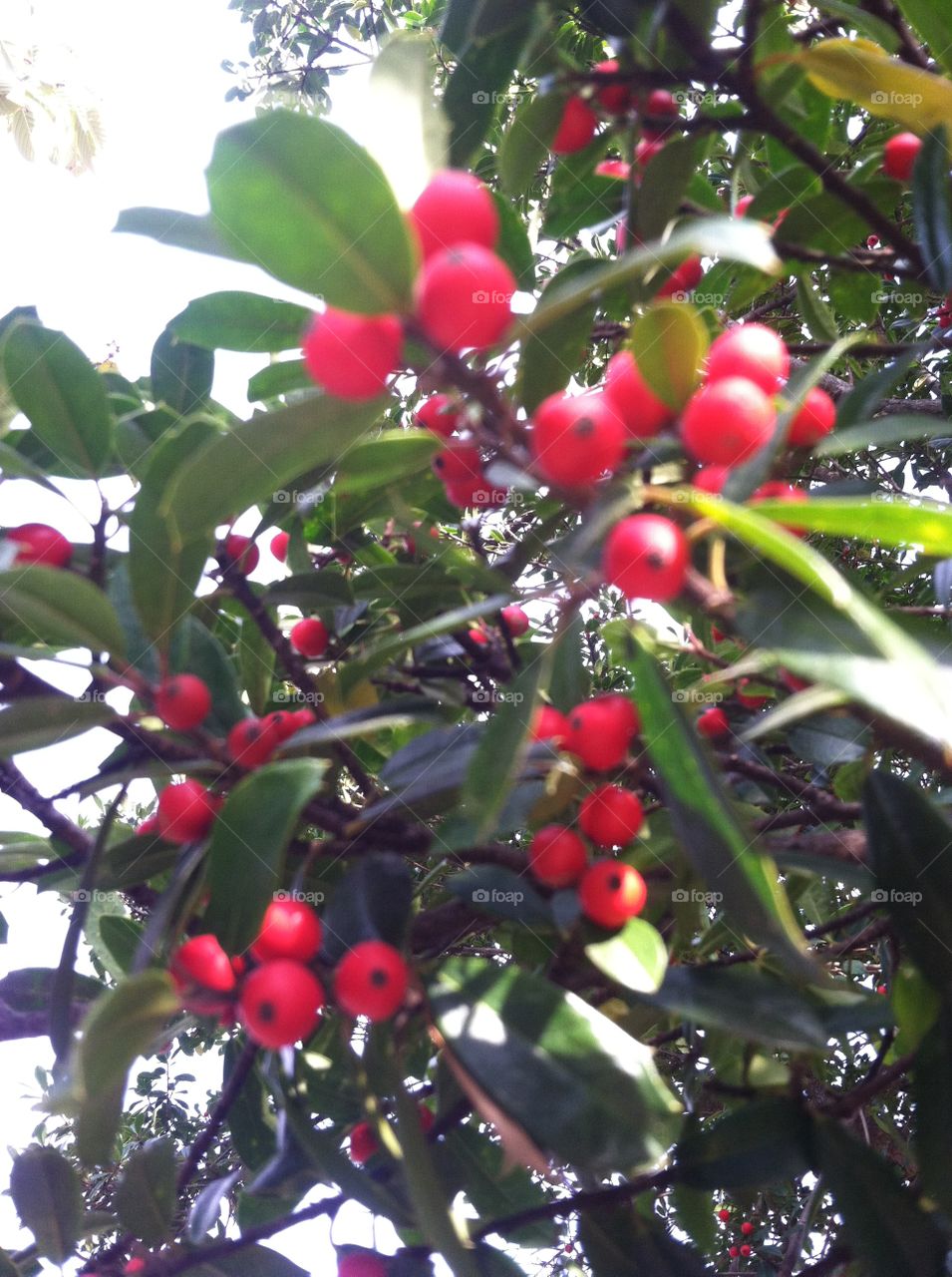 Tree, Nature, Leaf, Fruit, Branch