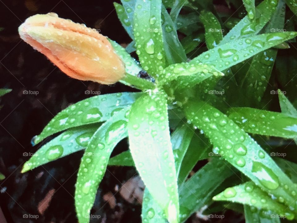 Tiger Lily with dew on the leaves.