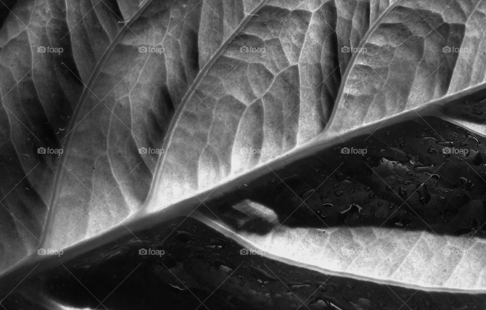 Detail of Leaf in Black and White