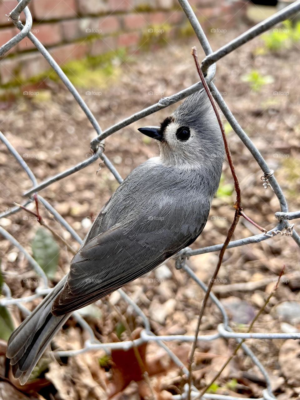 Tufted titmouse perched on chain link fence.