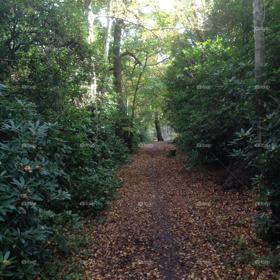 Pathway through the forest