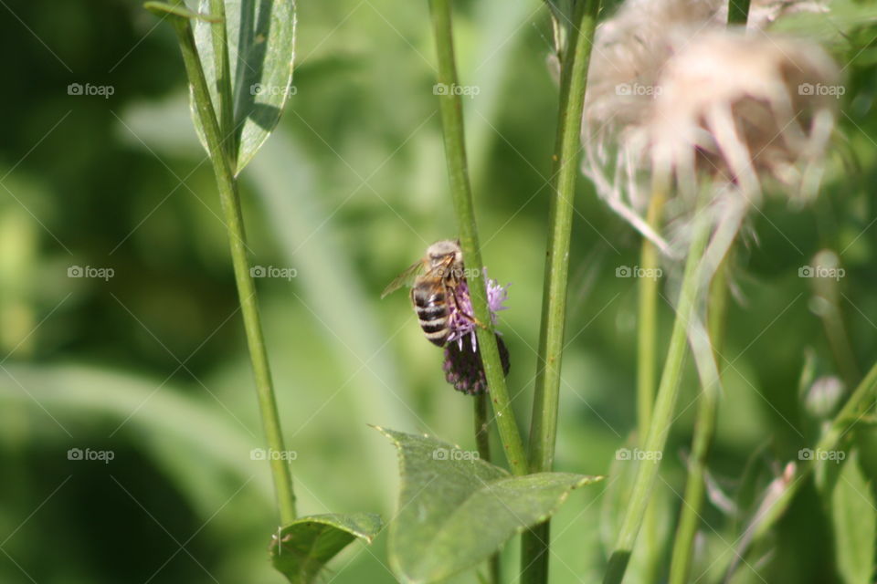 Bee