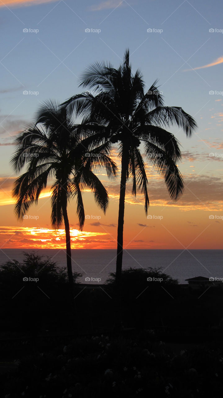 Maui sunset with palm trees
