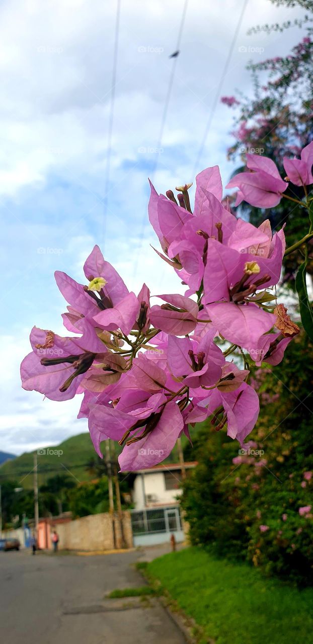 pink flower in a free and common space, displaying its splendor