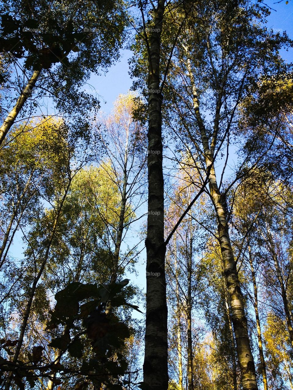 Forrest, tree, blue sky League-kväll