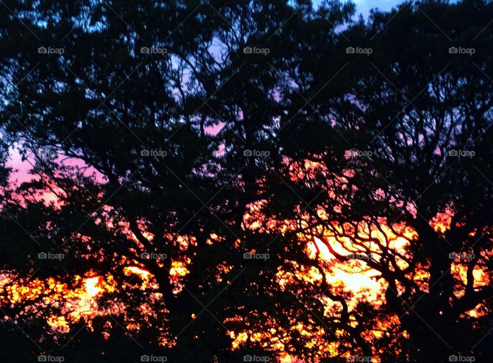 Sunset through trees