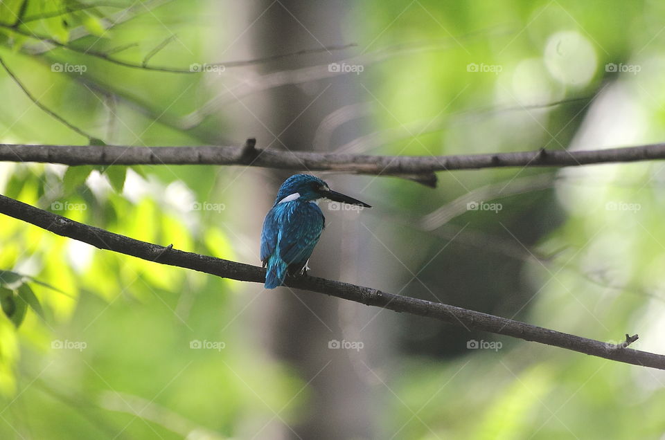 Small Blue Kingfisher . There's smallest bird of kingfisher at the site of birdwatching of me . Ready for visit the ponds at the morning , or just on the mid day , and afternoon of course to reach of its feeding . Fly fast away on glading , and perch