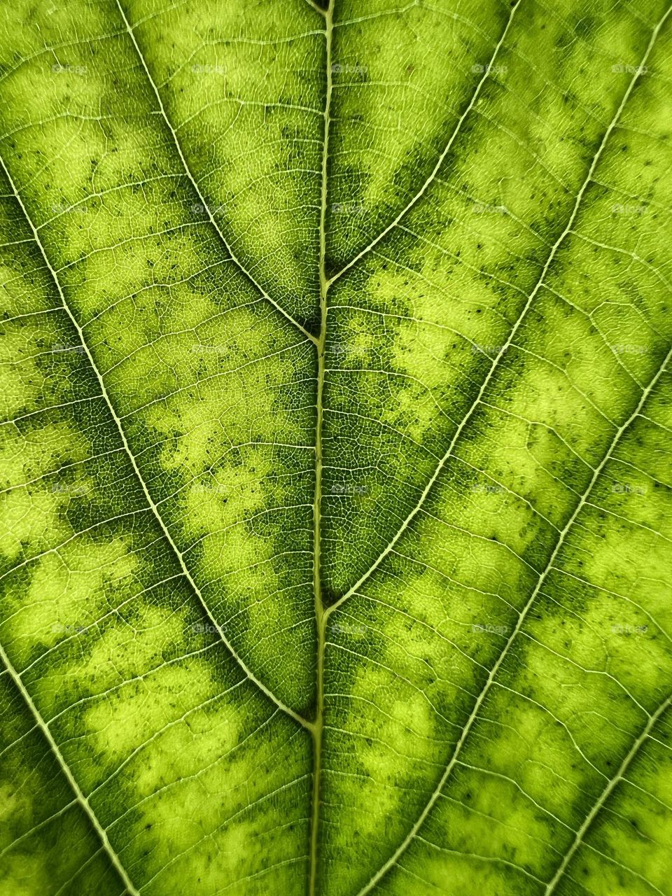 Macro of a green leaf