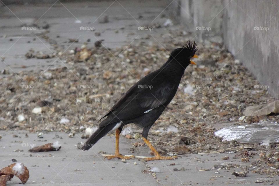 Drive through this intersection every day and see this bird here every day