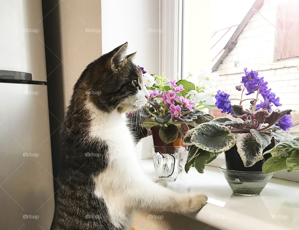 Cat hunting for house plants