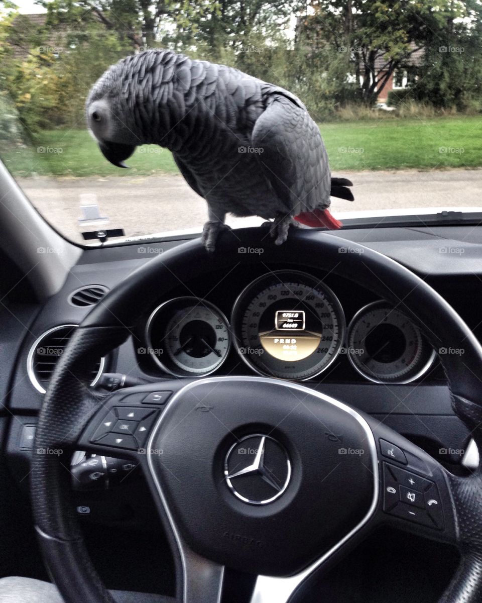 Parrot. It's nice with autoparrot