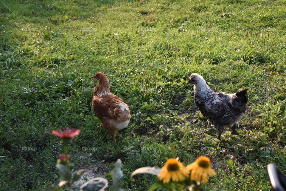 Rhode Island Red chicken and mixed breed chicken, Silkie and Americana breeds on grass in front of blurred Echinacea flowers or Cone flowers. 