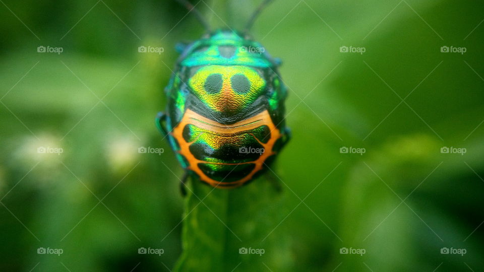 the beautiful and cute small bug on leaf
