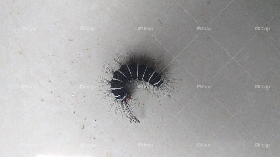 Black and white worm on a tile