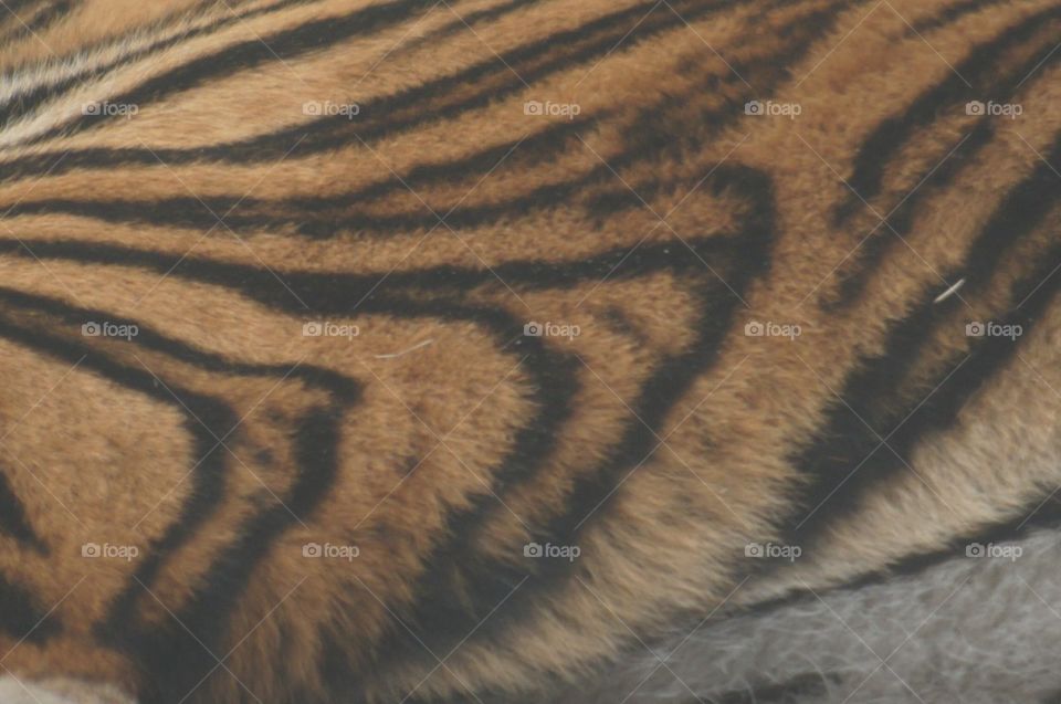 Tiger stripes
