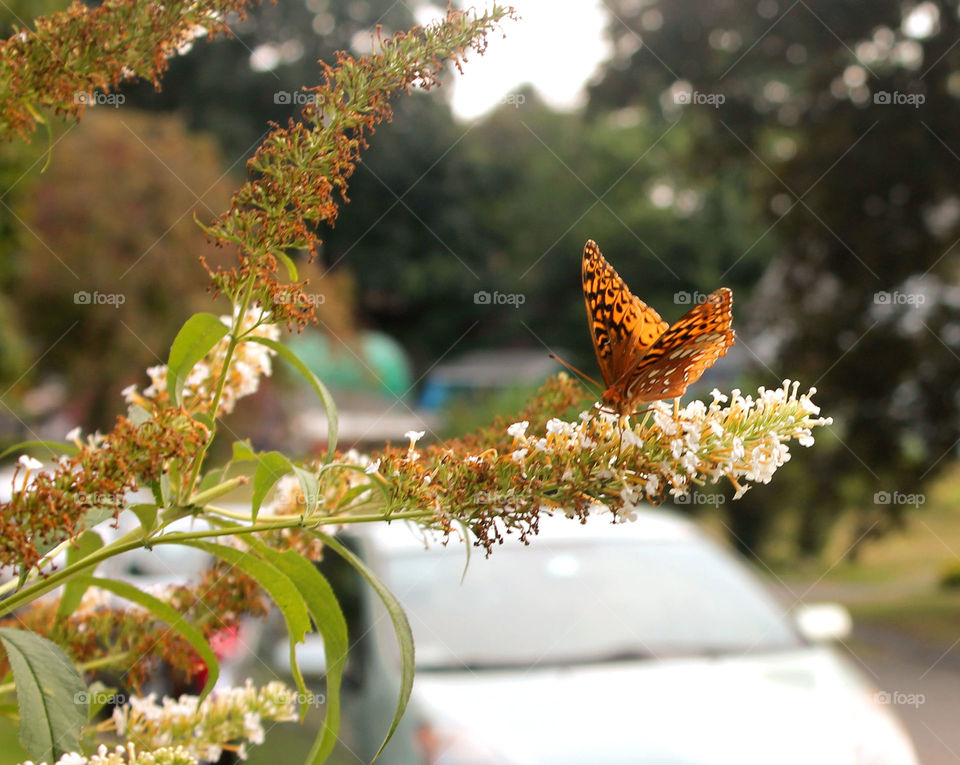 Close up butterfly . Beautiful monarch 
