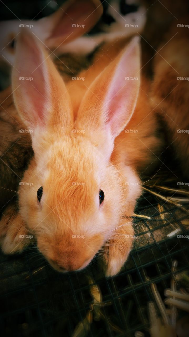 Portrait of rabbit in cage