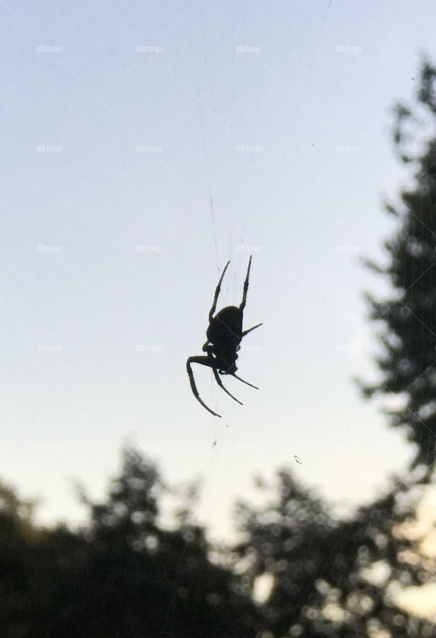 Spider just before sunset, looking through web to tree tops in the background. Still working on identifying spider.  