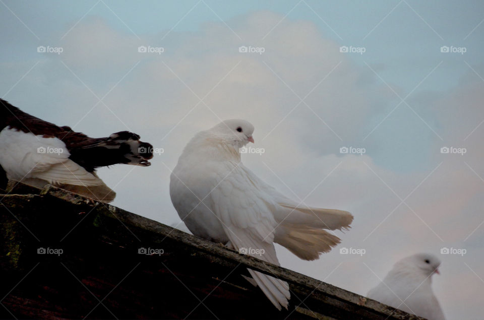 Romantic pigeon