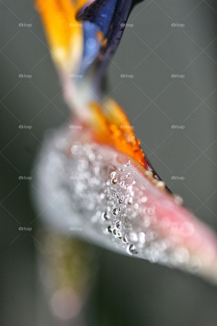 Close up of Bird of Paradise after rain