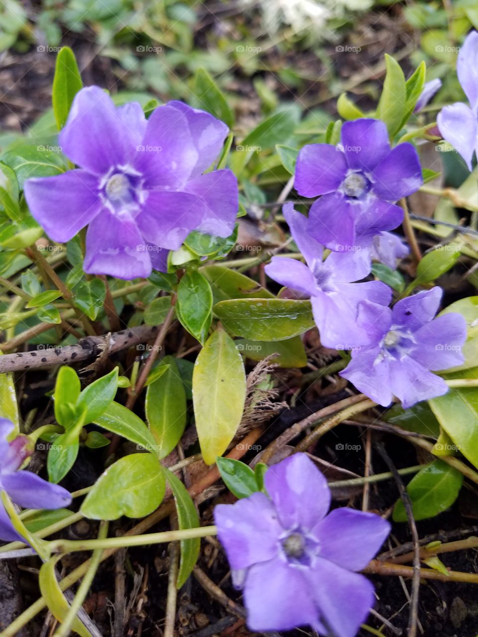 Pretty purple flowers.