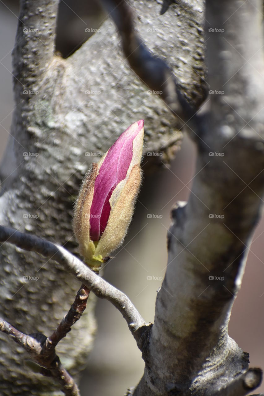 Close up view of flower