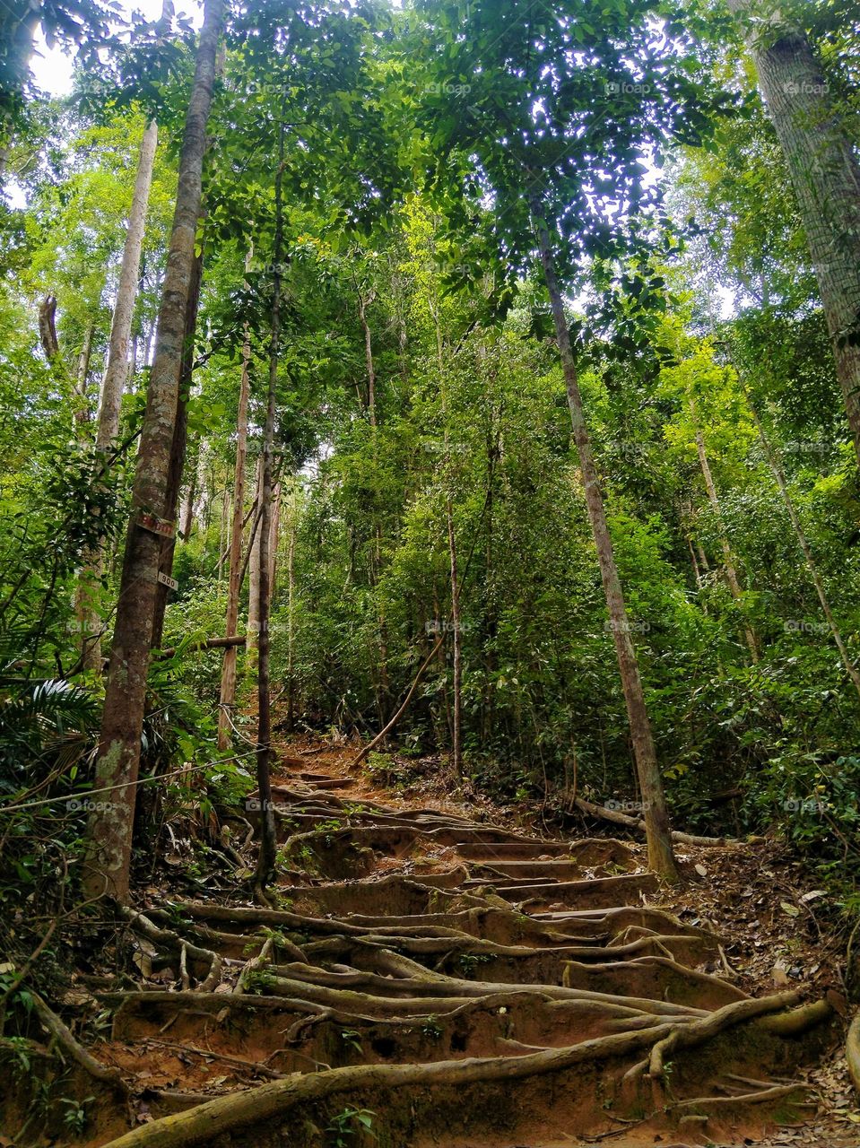 Hiking trail with lots of tree roots.