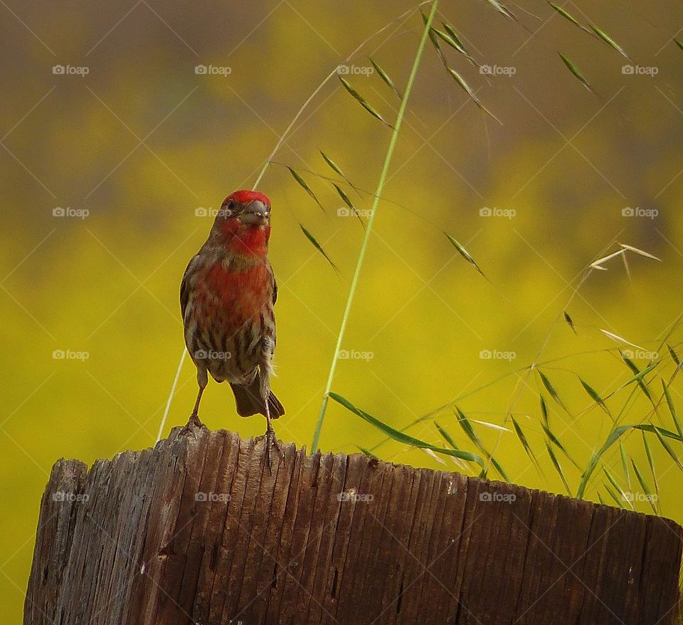 Bird perching on wood