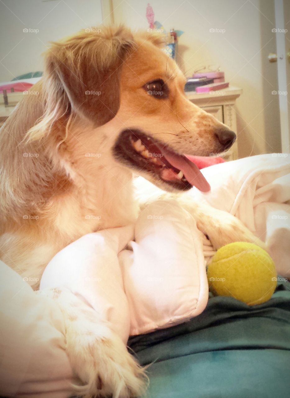 Dog relaxing on bed