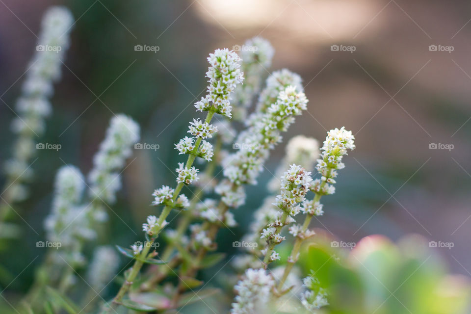 First sign of spring - new flowers everywhere! Image of small white flowers blooming in spring