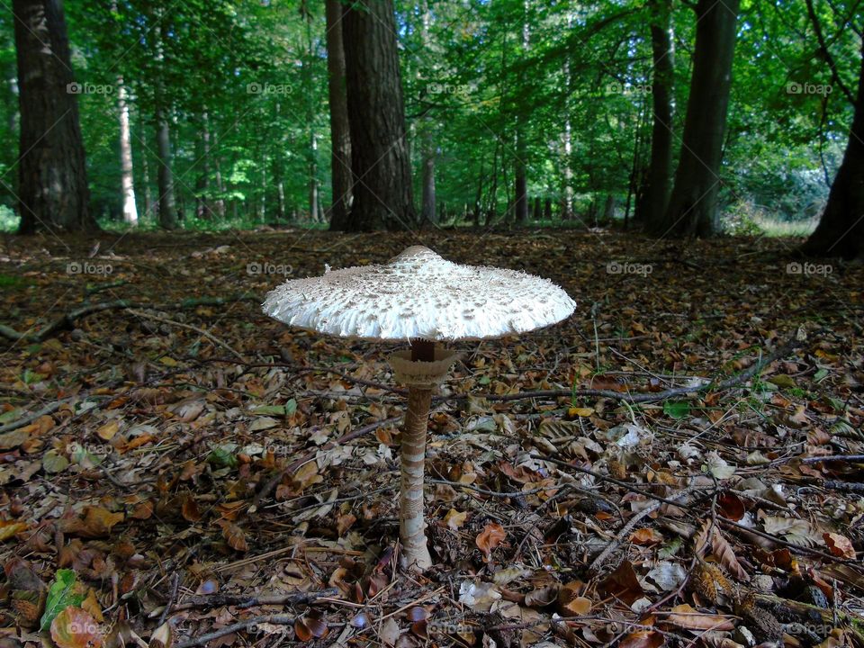 Parasol Mushroom, edible, Autumn tresure