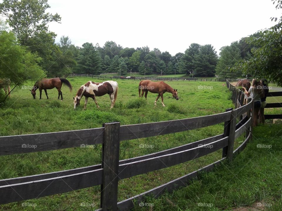 Cavalry, Mammal, Farm, Fence, Horse