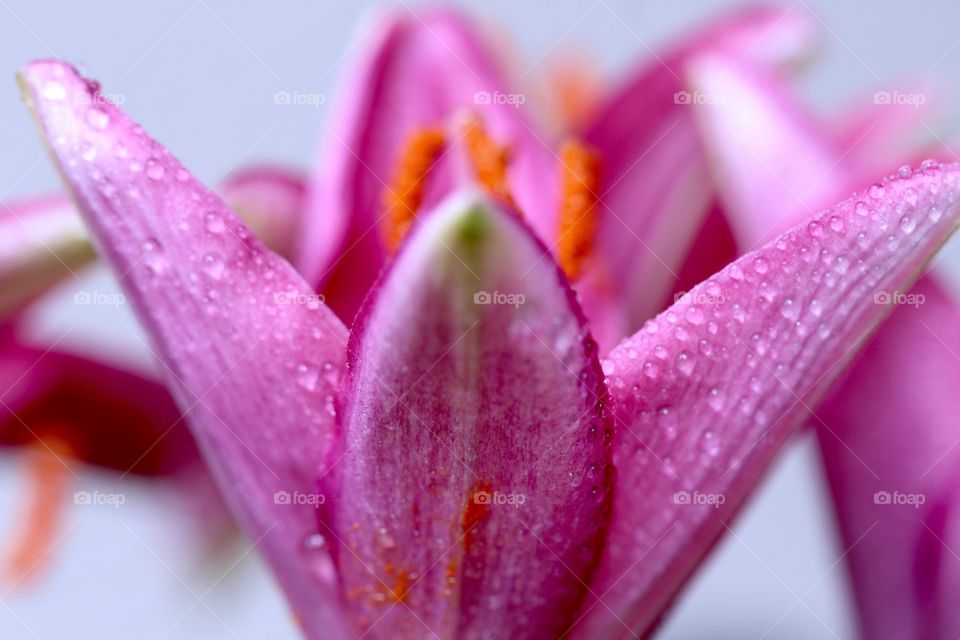Close-up of a flower with raindrops.