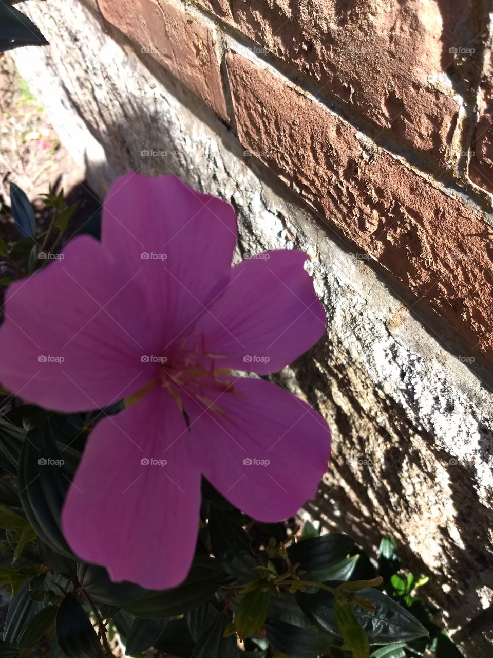 Pink Flower