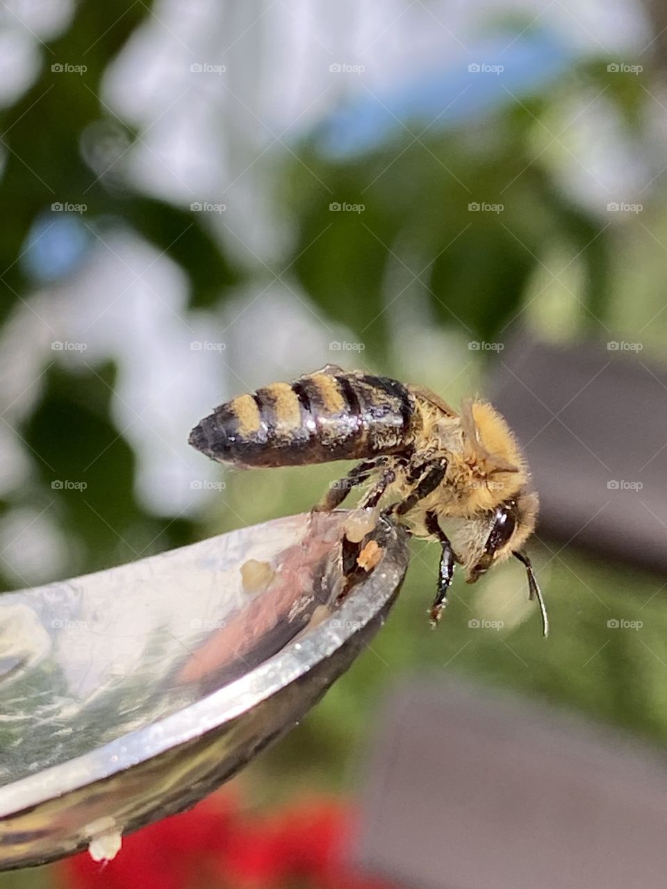 Wild Bee sitting on a spoon 