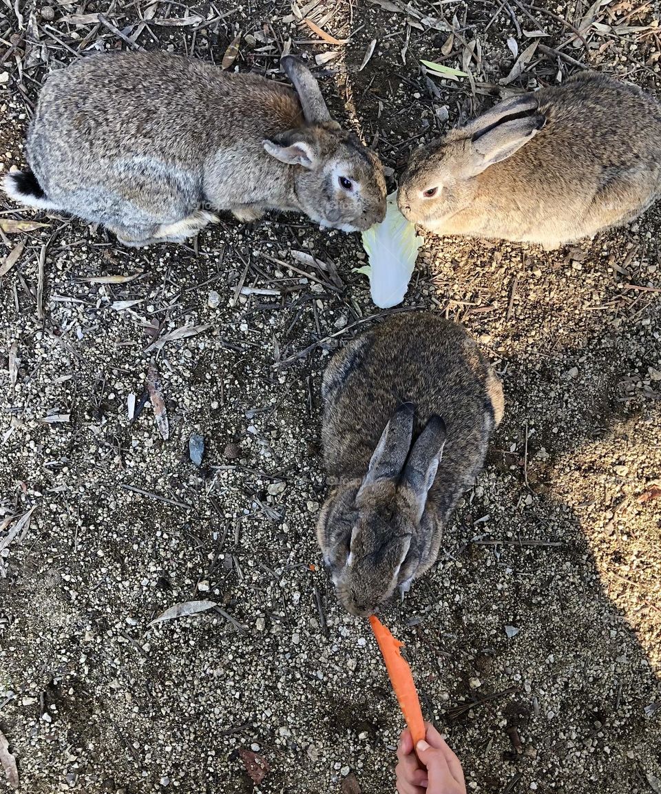Rabbits eating cabbage and carrot