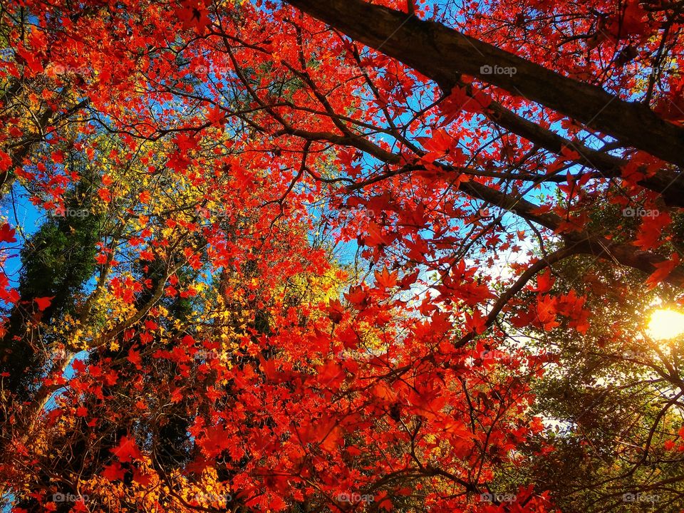 Fall foliage colors.